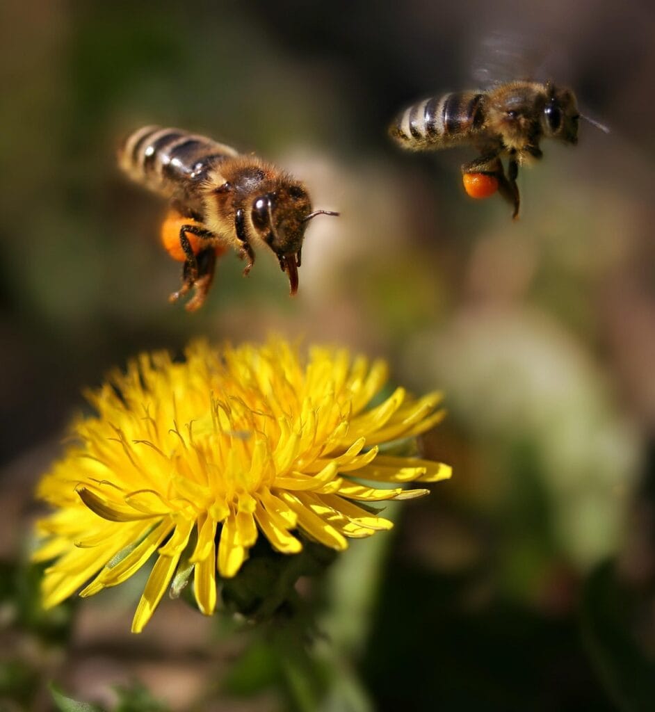 Cómo se comunican las abejas
