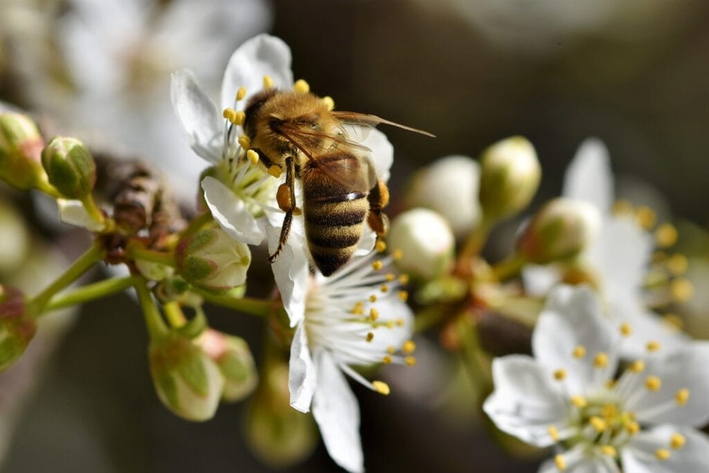 Abejas en invierno: 6 estrategias sorprendentes 2 Abejas en invierno