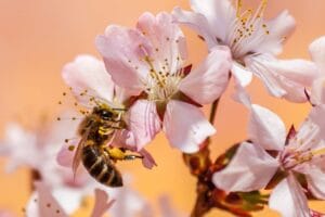 abejas nativas razones clave para salvar el planeta 1.0 3 abejas nativas