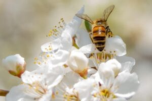 Tipos de abejas: 9 especies increíbles 4 Tipos de abejas