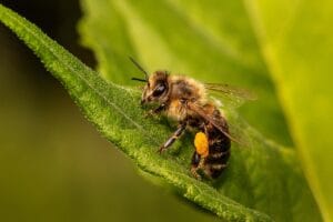abejas nativas razones clave para salvar el planeta 1.0 4 abejas nativas
