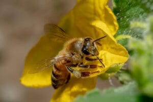 ¿Cómo se comunican las abejas? 7 formas sorprendentes 4 Cómo se comunican las abejas