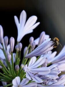 abejas nativas razones clave para salvar el planeta 1.0 5 abejas nativas