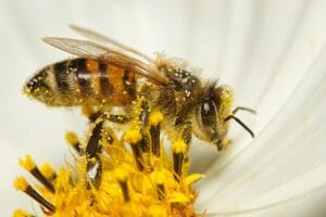 ¿Por qué las abejas mueren después de picar? 1.0 5 ¿Por qué las abejas mueren después de picar?