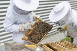 Abejas en invierno: 6 estrategias sorprendentes 4 Abejas en invierno