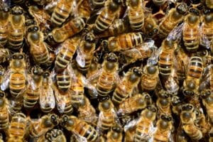 ¿Por qué las abejas mueren después de picar? 1.0 3 ¿Por qué las abejas mueren después de picar?
