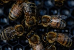 Olfato de las abejas: 7 datos sorprendentes 3 Olfato de las abejas