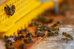 Tipos de abejas: 9 especies increíbles 5 Tipos de abejas