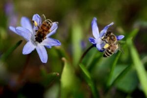 Olfato de las abejas: 7 datos sorprendentes 5 Olfato de las abejas