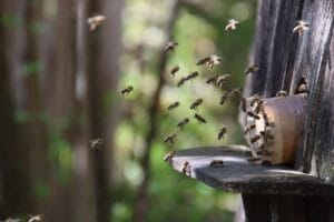 Visión ultravioleta de las abejas: 7 datos fascinantes 4 Visión ultravioleta de las abejas