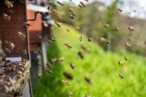Olfato de las abejas: 7 datos sorprendentes 4 Olfato de las abejas