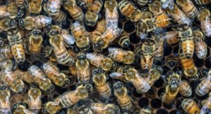 8 diferencias entre abejas nativas vs abejas introducidas 5 abejas nativas vs abejas introducidas