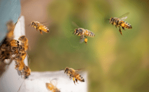 Visión ultravioleta de las abejas: 7 datos fascinantes 3 Visión ultravioleta de las abejas