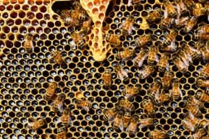 ¿Por qué las abejas mueren después de picar? 1.0 4 ¿Por qué las abejas mueren después de picar?
