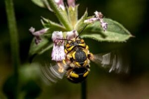 Visión ultravioleta de las abejas: 7 datos fascinantes 5 Visión ultravioleta de las abejas