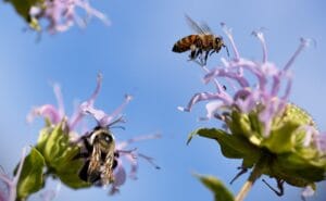 7 impactos de las abejas introducidas en los ecosistemas 4 abejas introducidas