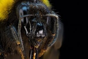 8 diferencias entre abejas nativas vs abejas introducidas 4 abejas nativas vs abejas introducidas