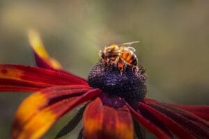 Tipos de abejas: 9 especies increíbles 3 Tipos de abejas