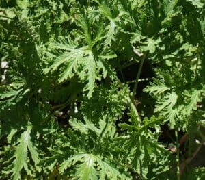 La planta para repeler los mosquitos que tu hogar necesita 1.0 5 planta para repeler los mosquitos