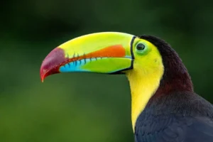 Qué es la Biodiversidad y Por Qué es Vital 1.0 5 Qué es la Biodiversidad