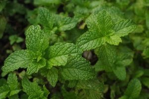 Los 10 Mejores Beneficios de la Menta que te Sorprenderán 3 Mejores Beneficios de la Menta