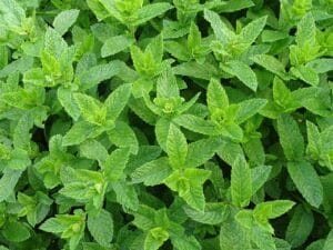 7 Propiedades Curativas de la Menta: Un Tesoro Natural 1.0 5 Propiedades Curativas de la Menta
