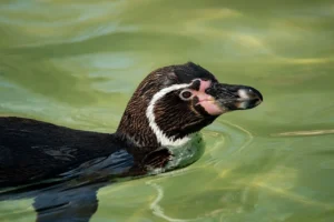 Qué es la Biodiversidad y Por Qué es Vital 1.0 3 Qué es la Biodiversidad