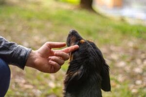 ¿Qué es la empatía?: Cómo impacta y Cómo cultivarla 1.0 4 Qué es la empatía