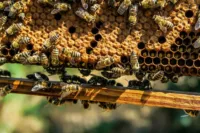 La Geometría perfecta de las abejas: Como su arquitectura fascina a la ciencia 1.0 4 Geometría perfecta de las abejas