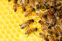 La Geometría perfecta de las abejas: Como su arquitectura fascina a la ciencia 1.0 5 Geometría perfecta de las abejas