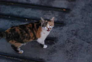 7 Causas del Maullido en Gatos que Todo Dueño Debe Conocer 5 causas del maullido en gatos