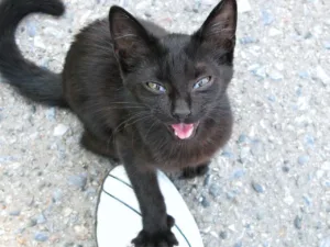 7 Causas del Maullido en Gatos que Todo Dueño Debe Conocer 3 causas del maullido en gatos