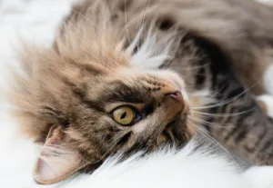 Qué hacer cuando un gato llora mucho: 5 causas y soluciones 4 qué hacer cuando un gato llora mucho