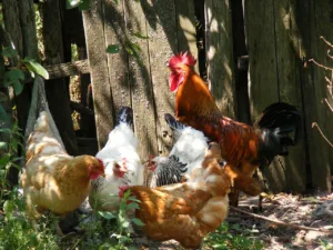 Como los gallos engañan para conquistar a las gallinas 1.0 5 Como los gallos engañan para conquistar a las gallinas