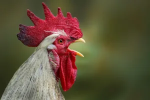 Como los gallos engañan para conquistar a las gallinas 1.0 4 Como los gallos engañan para conquistar a las gallinas