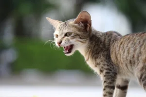 Qué hacer cuando un gato llora mucho: 5 causas y soluciones 5 qué hacer cuando un gato llora mucho