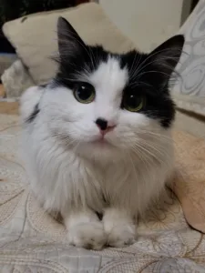 7 Causas del Maullido en Gatos que Todo Dueño Debe Conocer 4 causas del maullido en gatos