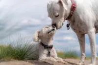 Por qué llora mi perro: 7 razones por las que debes saber 5 Por qué llora mi perro