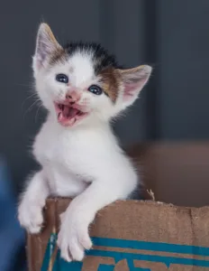 Qué hacer cuando un gato llora mucho: 5 causas y soluciones 3 qué hacer cuando un gato llora mucho