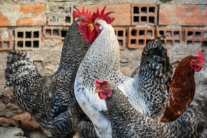 Como los gallos engañan para conquistar a las gallinas 1.0 3 Como los gallos engañan para conquistar a las gallinas