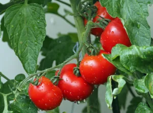 Beneficios del tomate: un superalimento para la salud, la belleza y la cocina 1.0 4 Beneficios del tomate