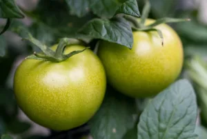 Valor nutritivo del tomate: beneficios, propiedades y todo lo que debes saber 1.0 4 Valor nutritivo del tomate