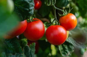Valor nutritivo del tomate: beneficios, propiedades y todo lo que debes saber 1.0 5 Valor nutritivo del tomate