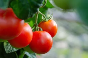 Origen del tomate: historia, expansión y legado de un fruto universal 1.0 5 Origen del tomate
