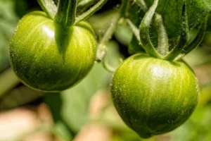 Origen del tomate: historia, expansión y legado de un fruto universal 1.0 4 Origen del tomate