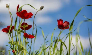 ¿Cuándo empieza la primavera en Chile? Todo lo que debes saber 1.0 3 Cuándo empieza la primavera en Chile
