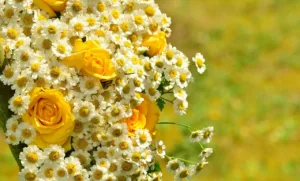 Origen de regalar flores amarillas: 7 claves 3 Origen de regalar flores amarillas
