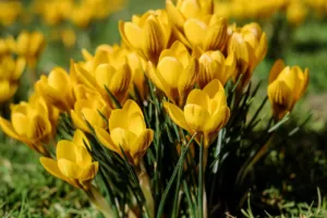 El poderoso símbolo de las flores amarillas: historia, cultura 1.0 4 símbolo de las flores amarillas
