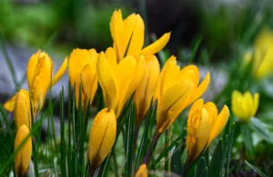 El poderoso símbolo de las flores amarillas: historia, cultura 1.0 5 símbolo de las flores amarillas