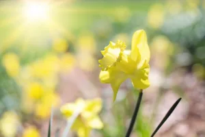 Origen de regalar flores amarillas: 7 claves 4 Origen de regalar flores amarillas